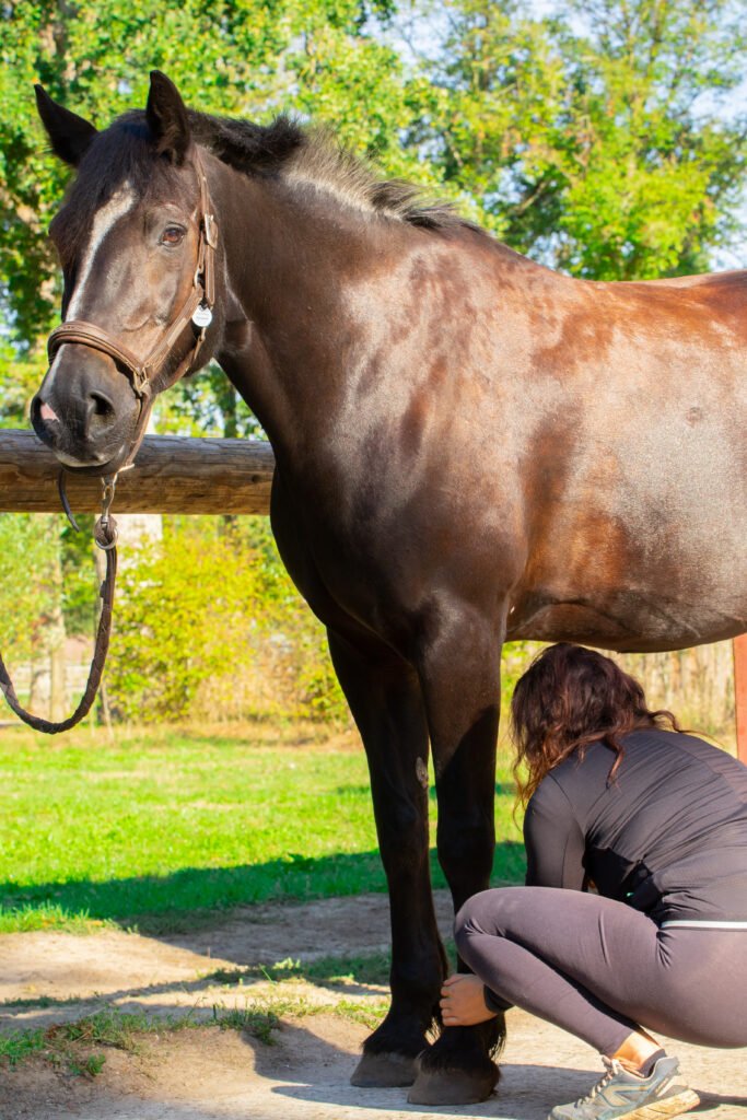 massage cheval membres